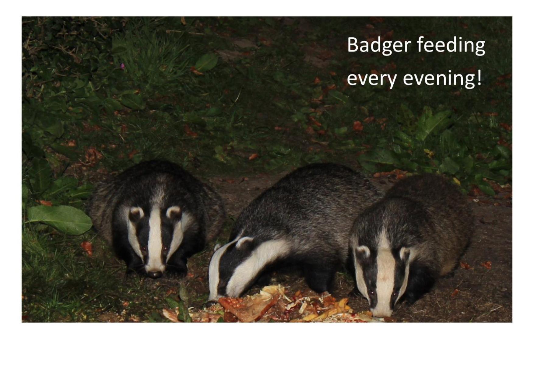 Bed and Breakfast Badger Bar Ambleside Exterior foto